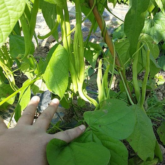 壶关县架豆王豆角 原产地  产量大  优质货源  价格合理   有需要的直接联