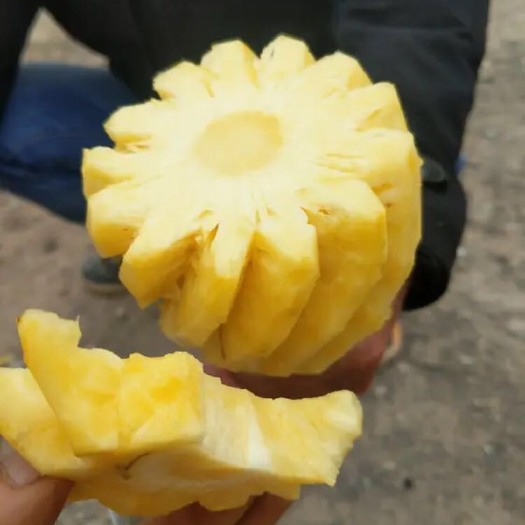惠来县 菠萝甜菠萝本地圆敦菠萝正宗批发基地价低