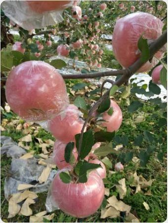 临猗县 北辛老三苹果，一个苹果，改变世界