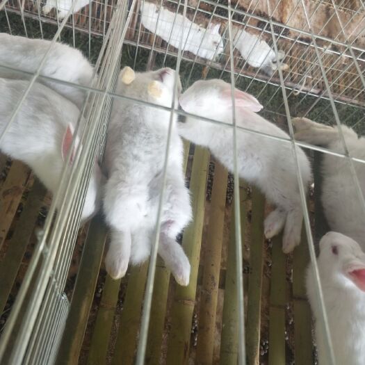 龙里县 兔子白条带皮兔