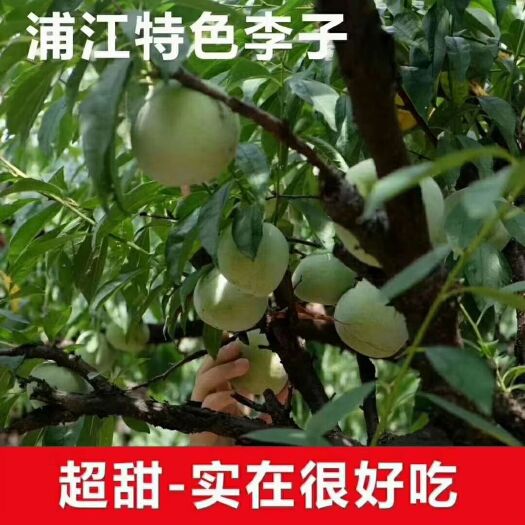 杭州 浦江特色桃形李，爽滑酥嫩、肉汁四溢、 口感饱满 、回味悠长