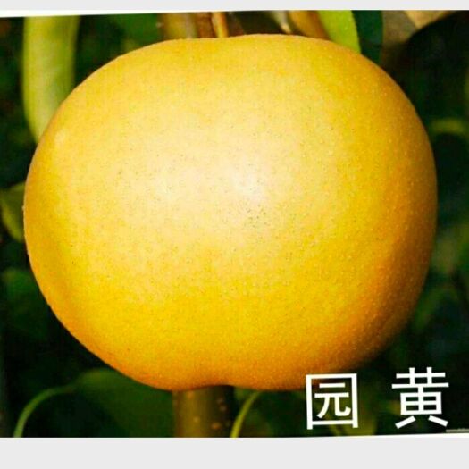 南阳 园黄梨