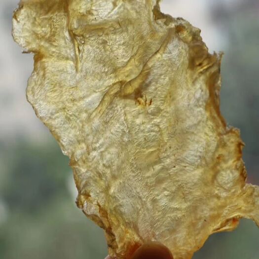 广州鳗鱼胶 新西兰鱼胶批发20头新西兰鳕鱼胶 接受微商网店