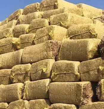 黑山县无土无尘玉米秸秆草块