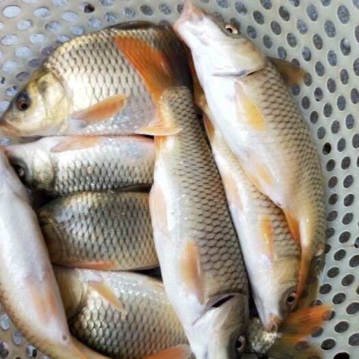 通道县 呆鲤鱼苗，鲤鱼苗，金线鲤鱼苗，优质纯种基因亲鱼培育