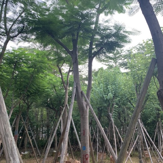普宁市 出售15-18公分凤凰木。