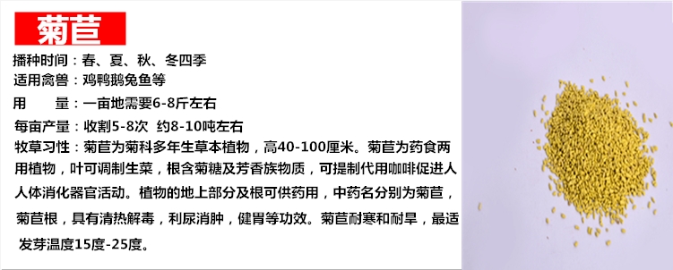冬牧草种子 冬牧70牧草种子