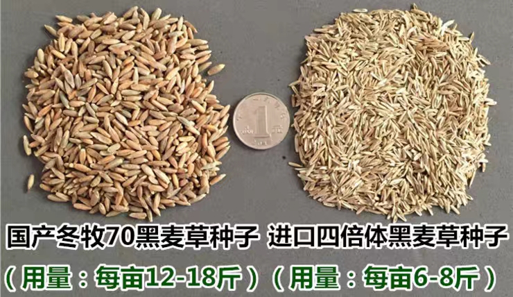 冬牧草种子 冬牧70牧草种子