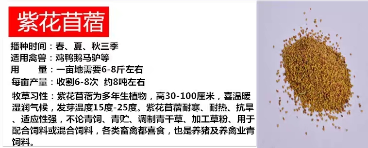 冬牧草种子 冬牧70牧草种子
