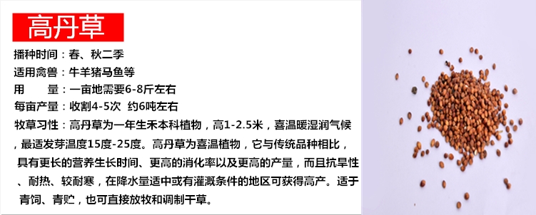 冬牧草种子 冬牧70牧草种子