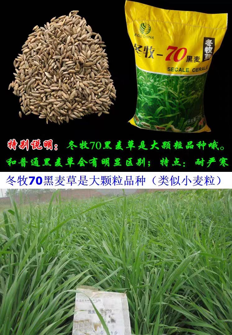 冬牧草种子 冬牧70牧草种子
