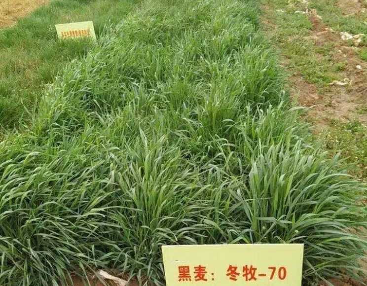 冬牧草种子 冬牧70牧草种子