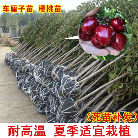 沭阳县 樱桃苗车厘子俄罗斯八号樱桃树苗