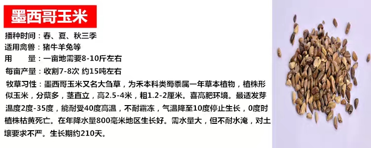 冬牧草种子 冬牧70牧草种子