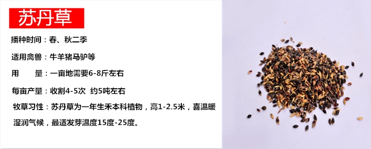 冬牧草种子 冬牧70牧草种子
