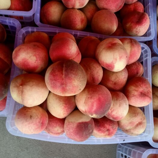 尉氏县黑玫瑰 大红桃，可甜可甜嘞，美都西瓜