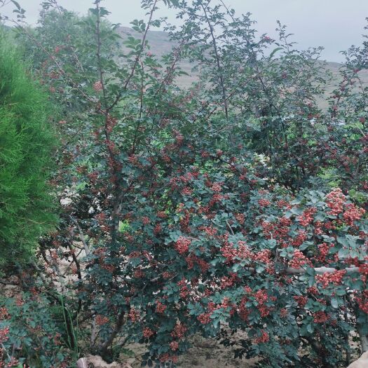 甘谷县红花椒 一级 干花椒