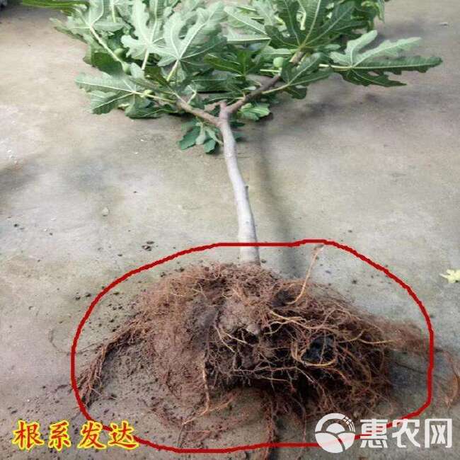 波姬红无花果苗 各种规格品种无花果，盆栽老桩精品无花果无现挖现发，基地直销。