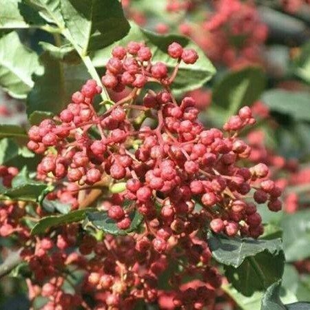 平邑县 花椒树苗大红袍花椒苗四川食用麻椒苗盆栽地栽无刺花椒苗！