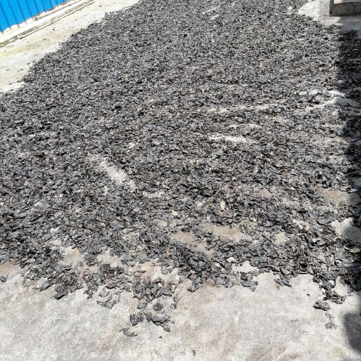 余庆县大叶种茶 小叶苦丁茶