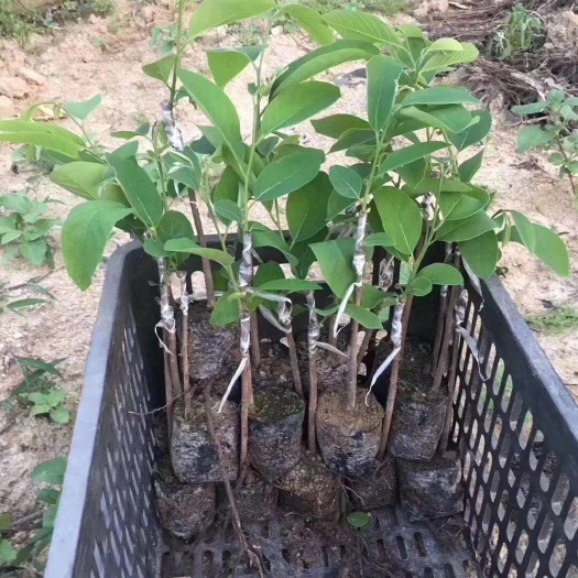 普宁市凤梨释迦套袋 释迦果苗