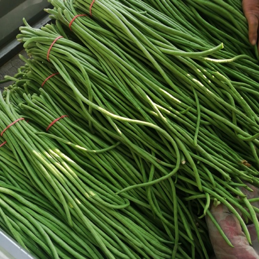  精品豇豆 长豆角