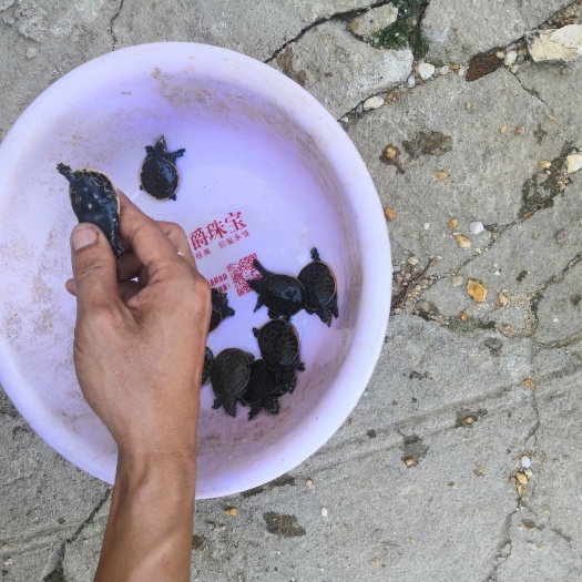 合浦县珍珠龟苗
美国山瑞珍珠
甲鱼苗，黄沙苗，自家养殖场出一手货。