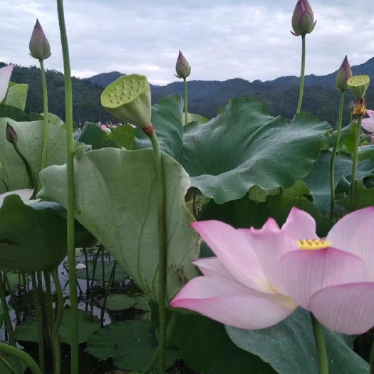 南平 农家自产通芯莲子干货500g