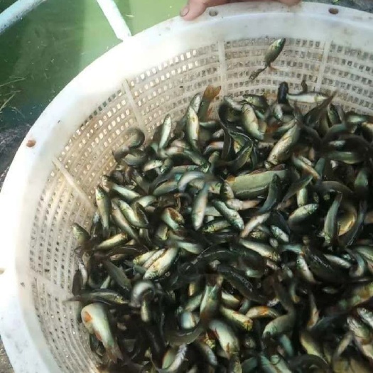 重庆市 丁桂鱼苗