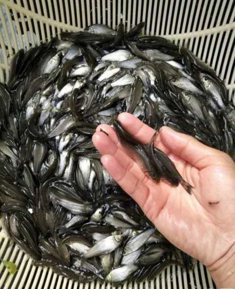 重庆市清波鱼 青波鱼苗