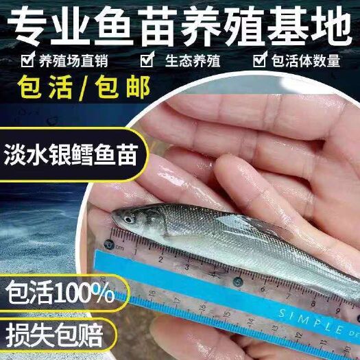 重庆市 银鳕鱼苗