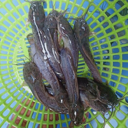 南宁三黄塘虱鱼苗 三黄塘角鱼