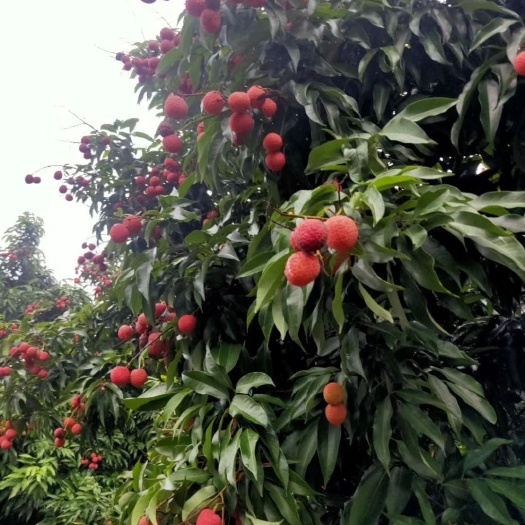 宜宾四川宜宾大塔带绿荔枝
