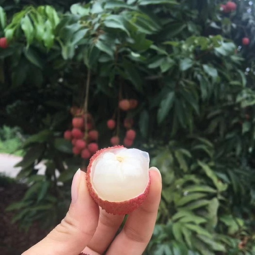 宜宾挂绿荔枝  自己家里果园的黛绿荔枝成熟了