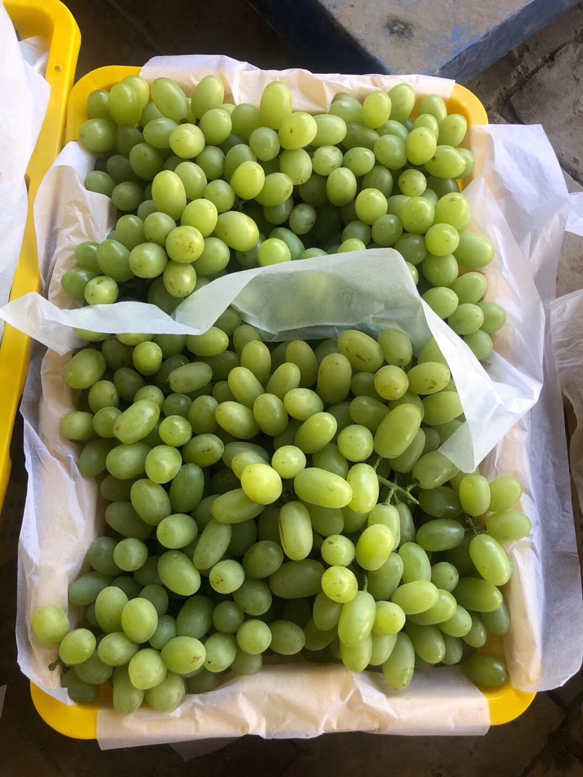  新疆吐鲁番葡萄，自己家专业种植，品质保证，