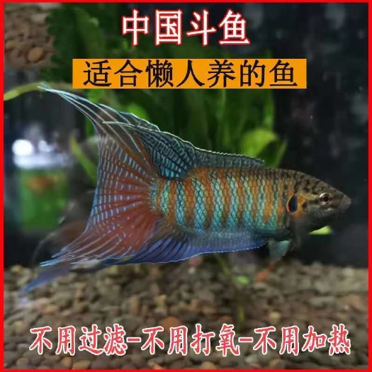 中国斗鱼普叉练手练手鱼斗鱼观赏鱼原生鱼冷水鱼活体花手巾菩萨