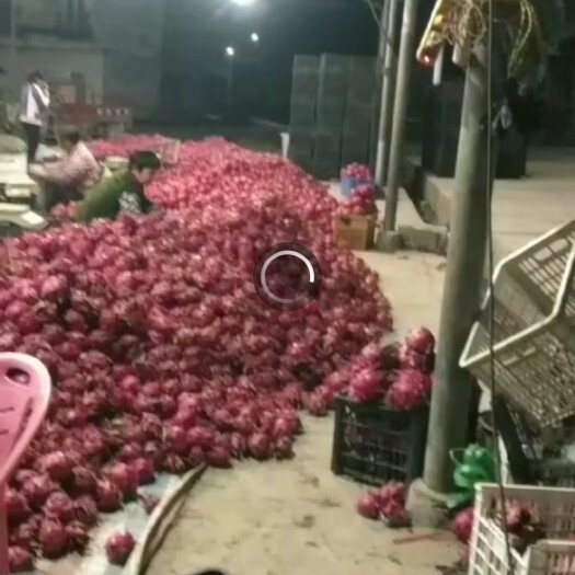上林县 自己种植红心火龙果五百多亩基地，需要的老板可以联系我