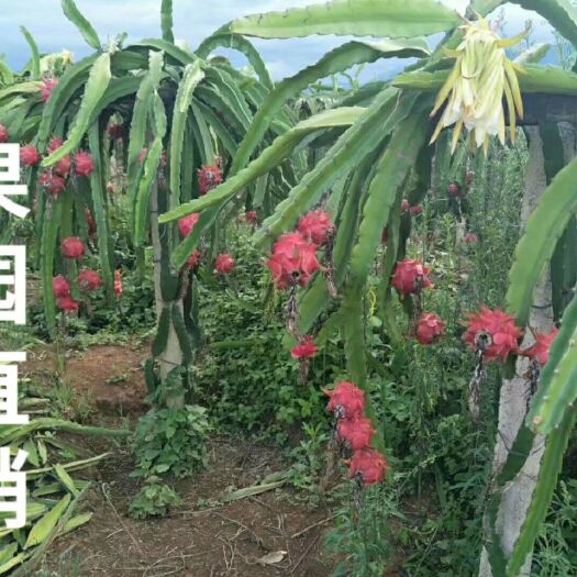 耿马县 自己家种的红心火龙果