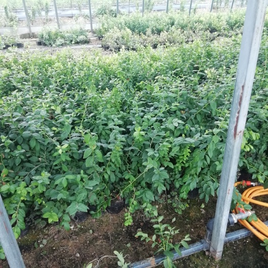 泰安南高丛蓝莓苗 三年苗，分支多，枝条老成，挂果早