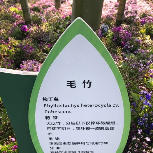 毛竹