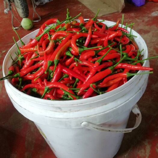 太康县艳红辣椒 特辣