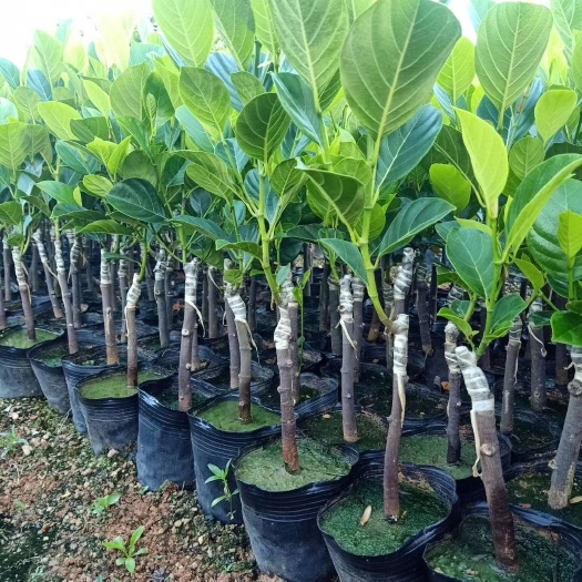 灵山县泰12号红肉菠萝蜜苗