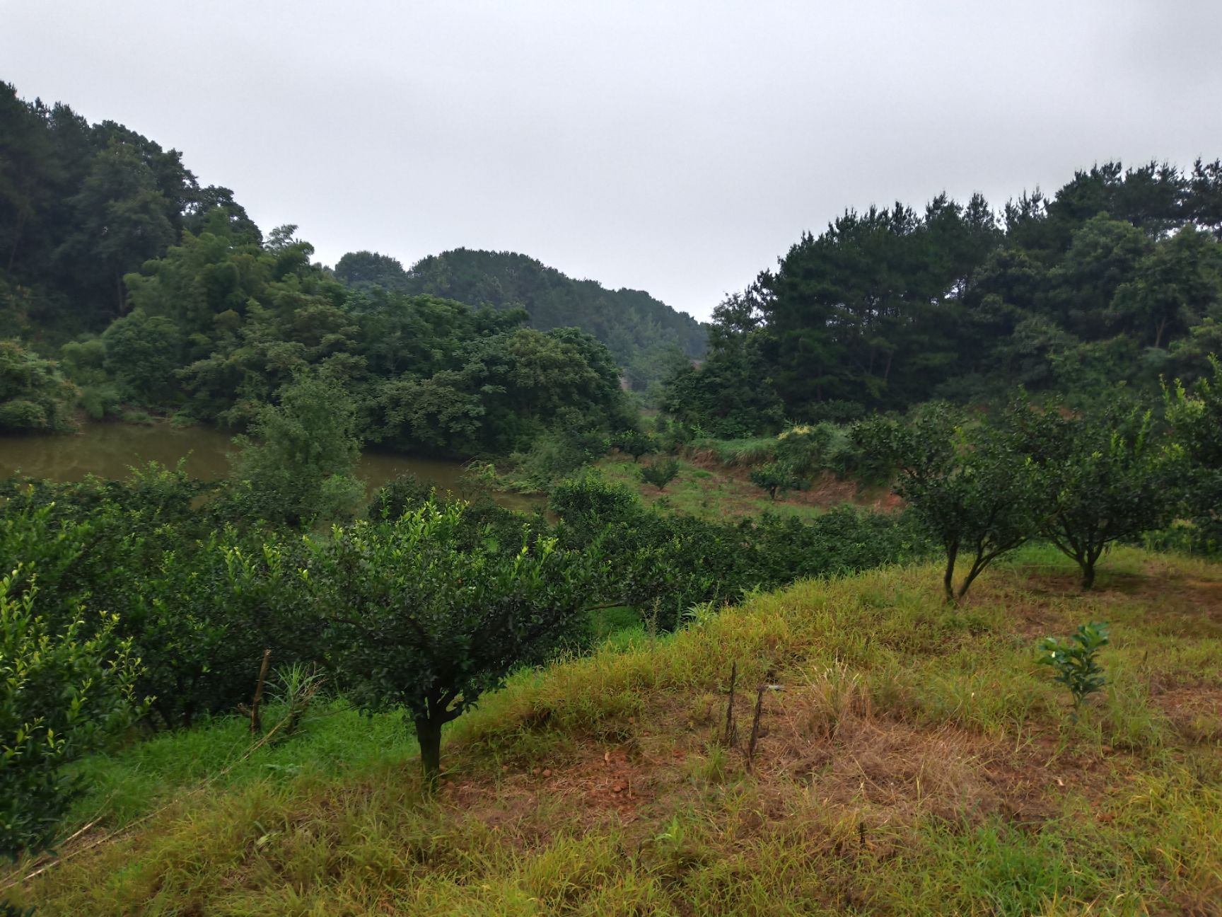  石门蜜橘