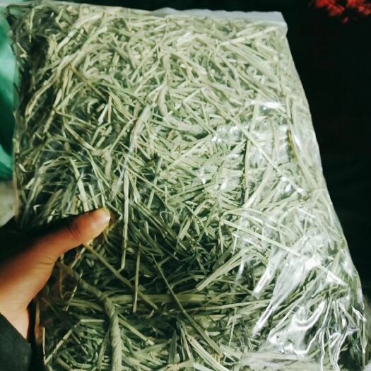 岷县青绿饲料  2020优质提摩西草，荷兰猪，宠物兔，龙猫的饲料牧草
