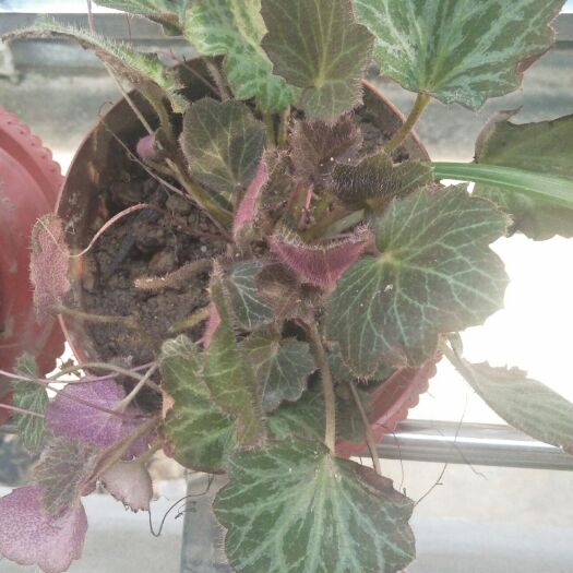 建瓯市 观赏与药用、经济价值的虎耳草。