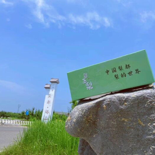 砀山县 砀山梨