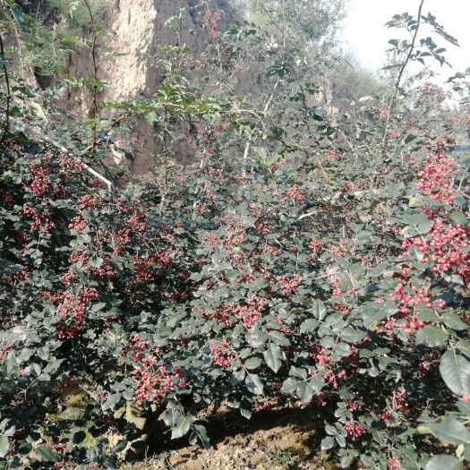 秦安县 甘肃天水大红袍花椒 伏椒 特麻 特红 特香