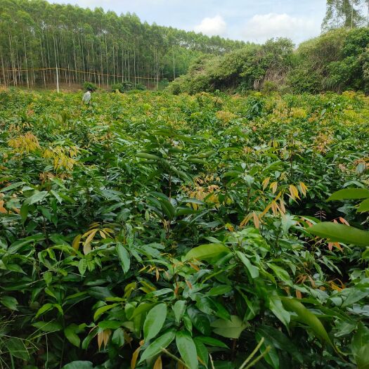 灵山县无核荔枝苗 各种荔枝树苗大小规格，提供培养技术，可实地参观考察