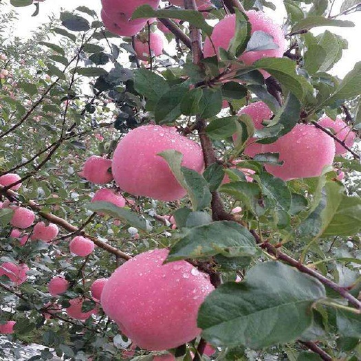 乾县 早熟嘎啦苹果产地直供脆甜多汁营养丰富