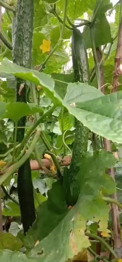 亳州油亮密刺黄瓜种子 精品油亮黄瓜